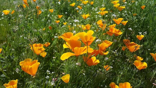 Wildflower Viewing Area - Image 2