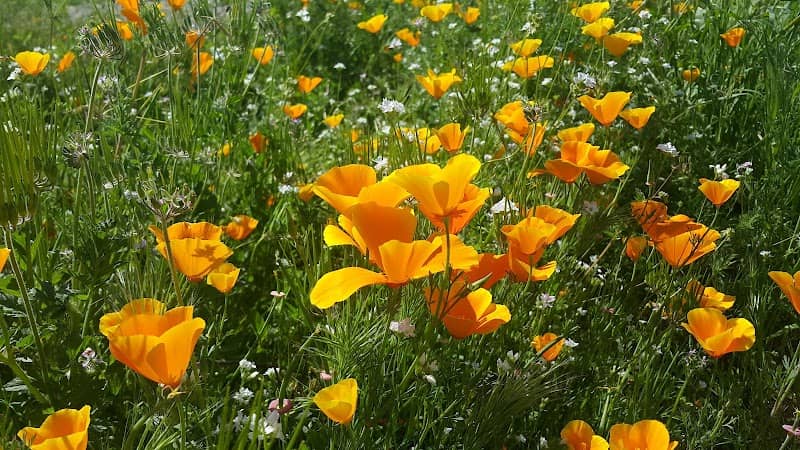 Wildflower Viewing Area - Image 2
