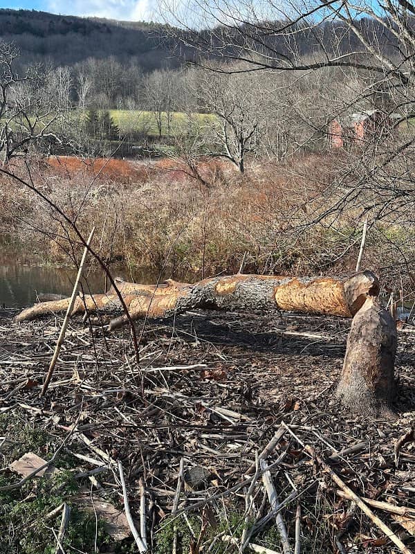 East Branch Nature Preserve at the CWDC - Image 1