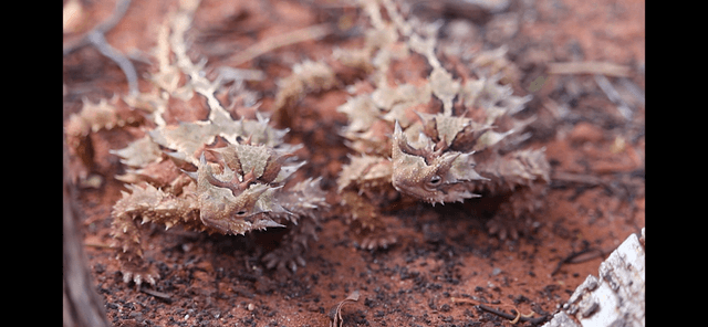 Alice Springs Reptile Centre - Image 1