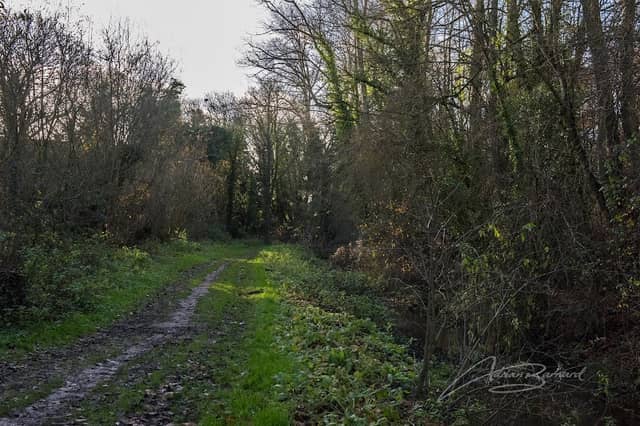 Healing Wood Walk - Image 1