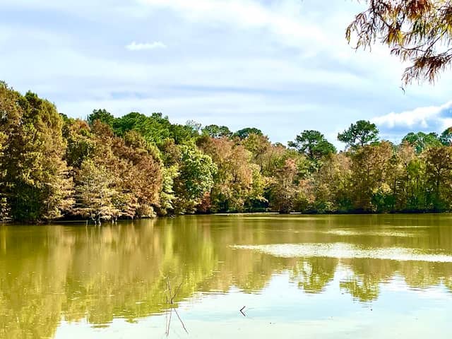 Bogue Chitto National Wildlife Refuge - Image 2