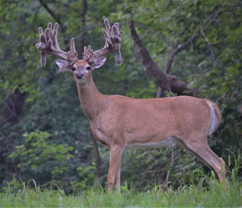 Antler Adventures - Image 1