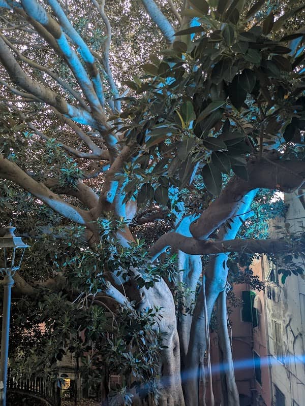 Albero di San Romolo - Image 2