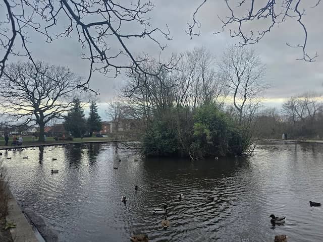 Duck Pond - Image 2