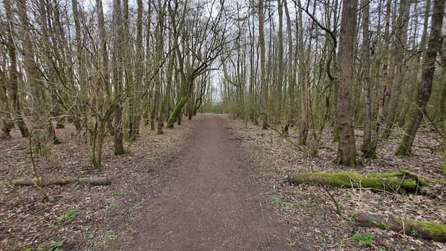 Zuid-Beijerlandse Bos - Image 1