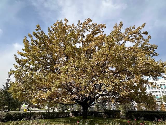 Giant Oak at the Square of Independence - Image 2