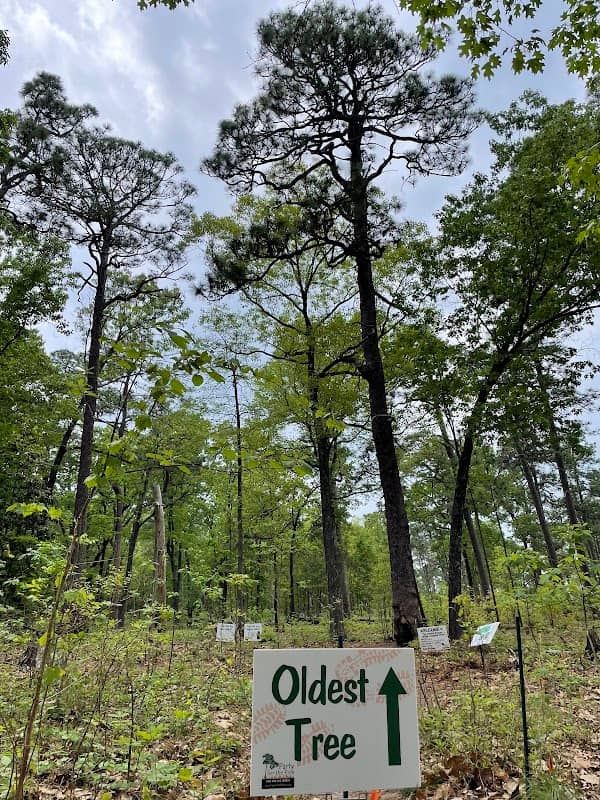 Oldest Known Living Longleaf Pine Tree - Image 1