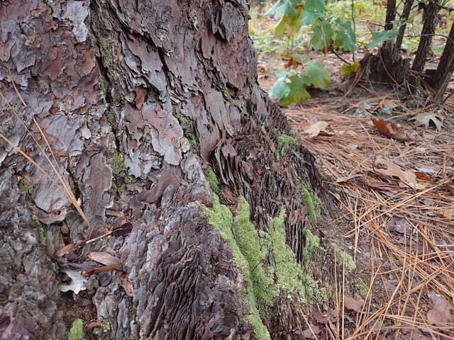 Oldest Known Living Longleaf Pine Tree - Image 2