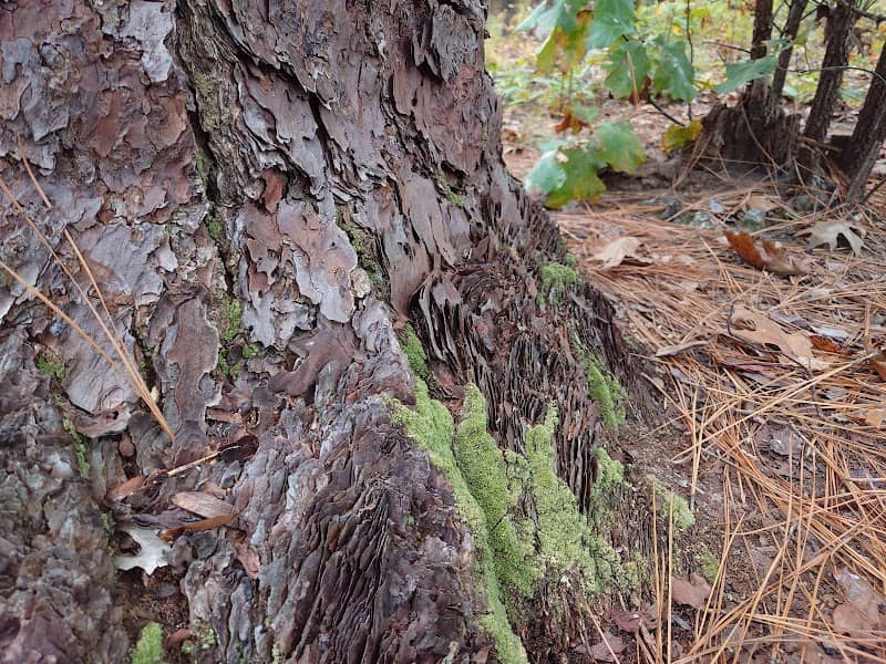 Oldest Known Living Longleaf Pine Tree - Image 2