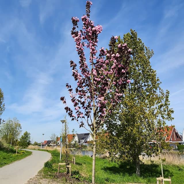 Het Klimaatbos - Image 1
