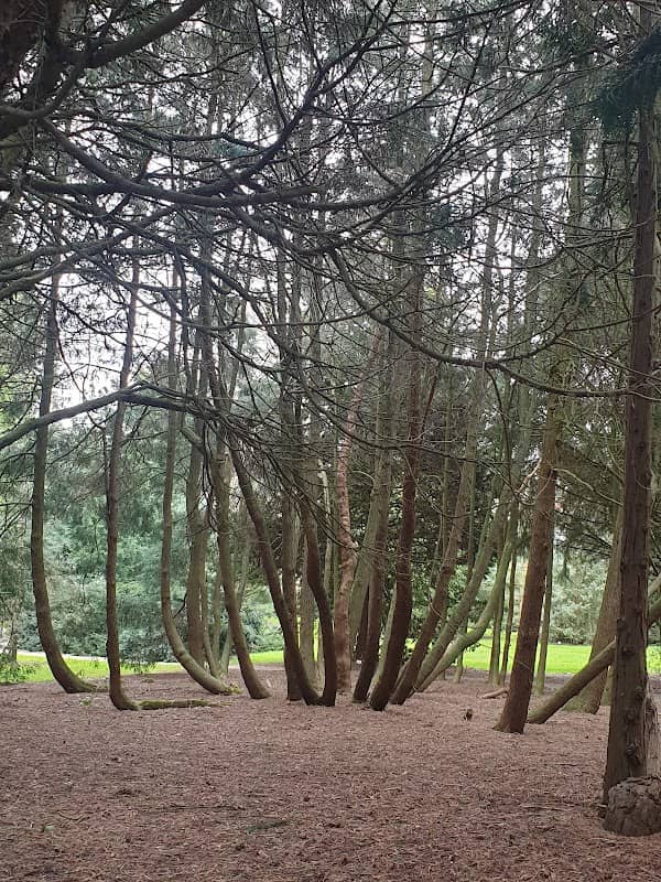 Botanical Gardens Pinetum Blijdenstein - Image 2