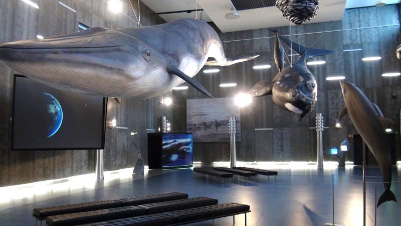 Whaling Museum of Madeira - Image 1