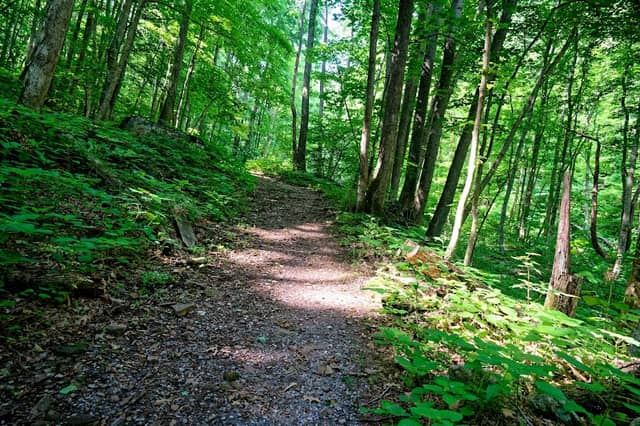 Mill Creek Nature Park Trails - Image 1