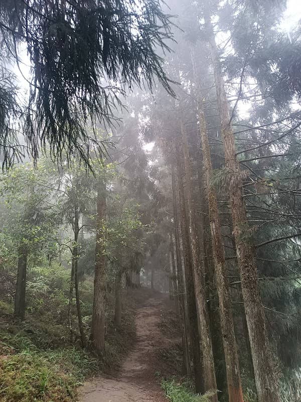 Pine forest - Image 1