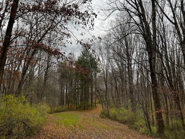 Hugg-Thomas Wildlife Management Area - Image 2