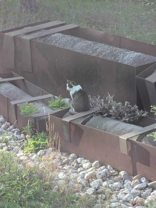 Die Katzen-Rektorin der FAU - Image 2