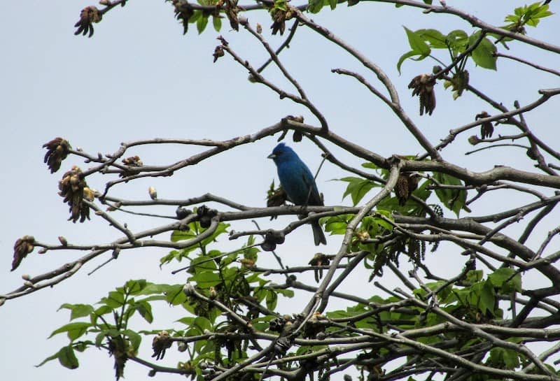 Point Pleasant Wetland - Image 2