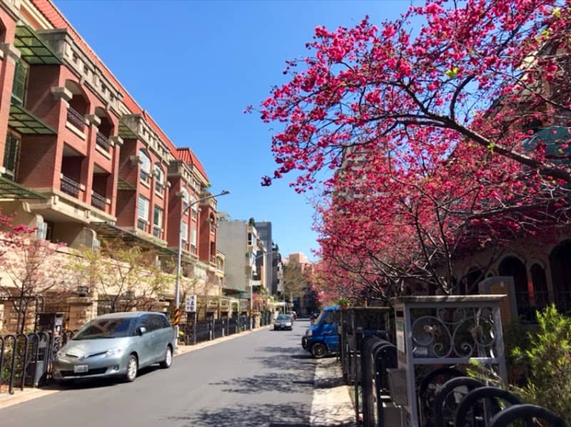桃園櫻花街 - Image 2