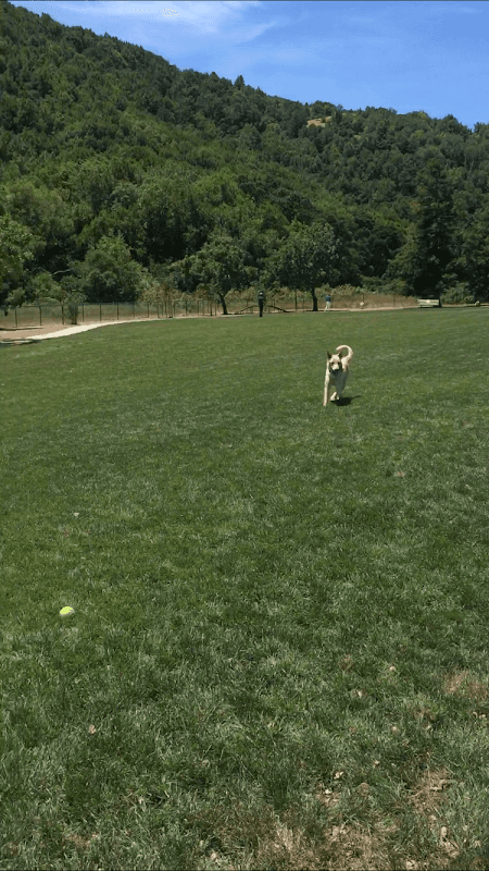Dogbone Meadow - Image 1