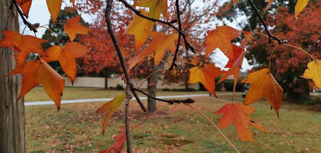 Satelberg Park - Image 2