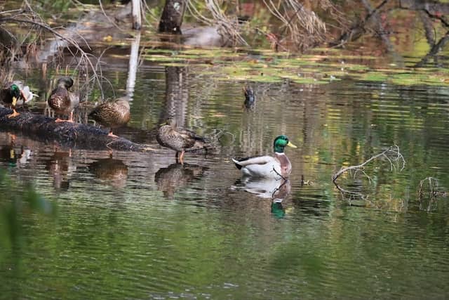 Lamprey River Preserve - Image 2