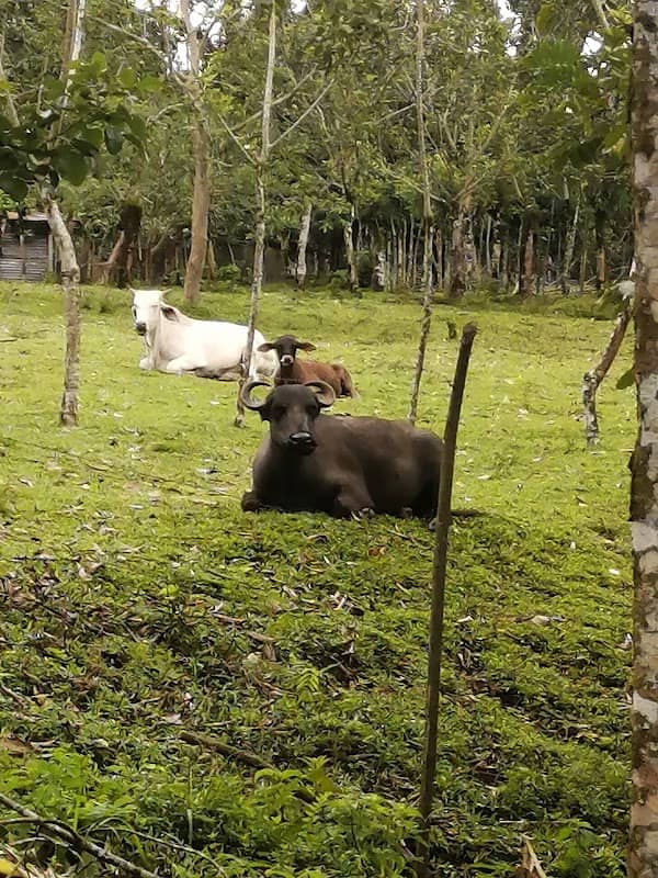 Finca Natura Amor - Image 1