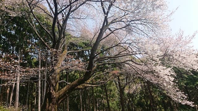 大山桜 - Image 1