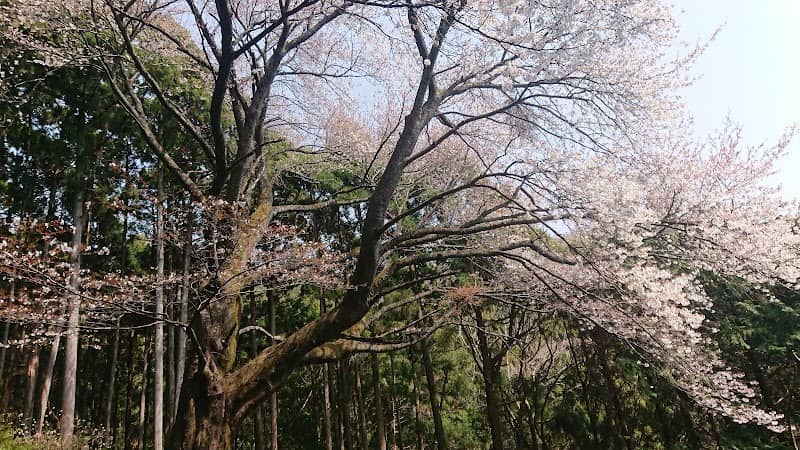 大山桜 - Image 1