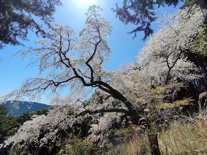 大山桜 - Image 2
