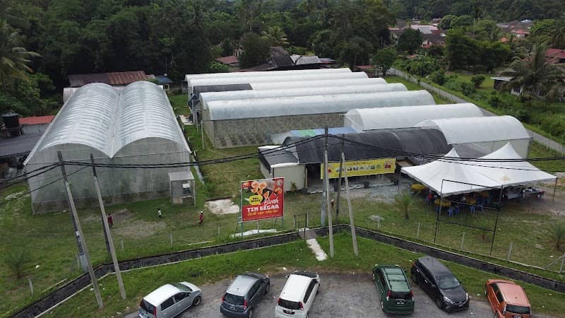 Figtopia - Ladang Buah Tin Changkat Jering, Taiping - Image 1