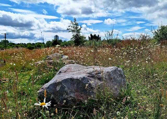 Tullamore Wetlands - Image 2