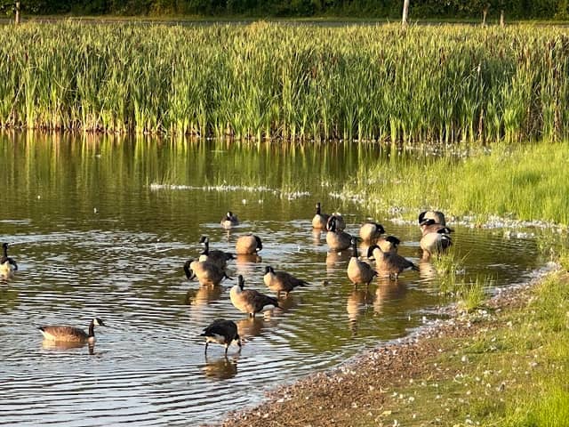 Jones Farm Park and Pond - Image 2