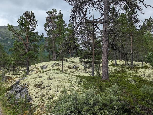 Stuttgongfossen - Image 2
