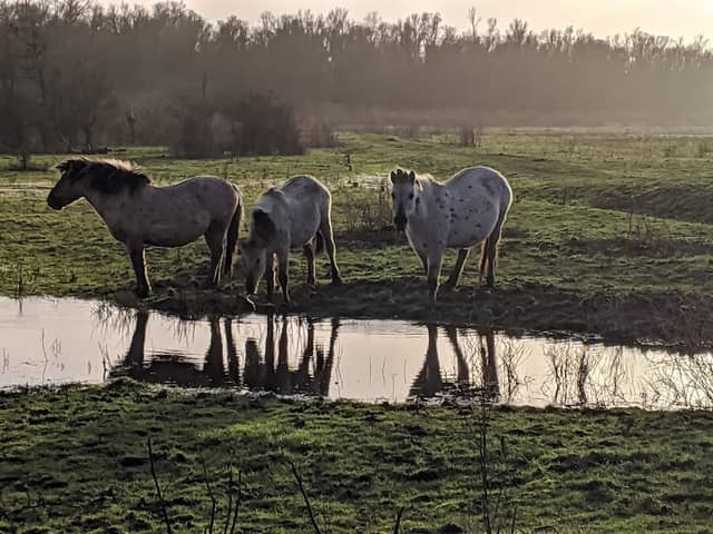 Vogelkijkhut De Krakeend - Image 2