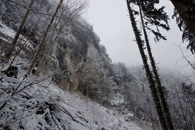 WALD WEG - Image 2