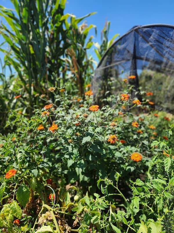 Escondido Community Garden - Image 2