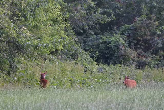 Natuurgebied de Reulsberg - Image 1