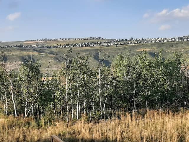 Angelo’s Forest - Image 1