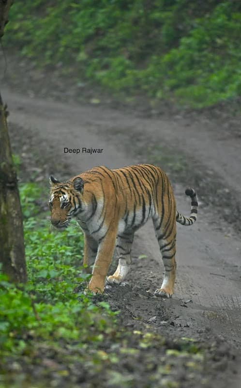 Corbett Reservation - Image 3