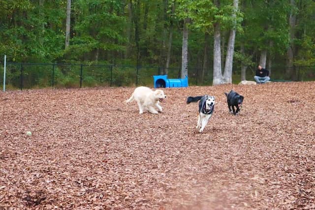 East Clayton Dog Park - Image 1