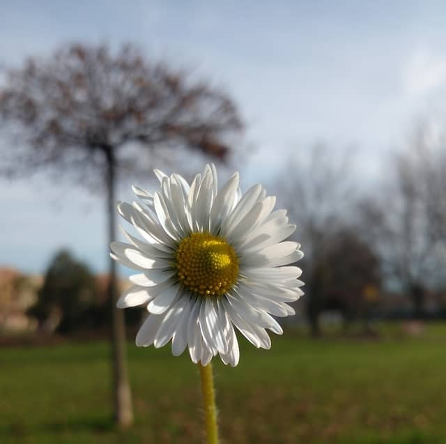 Parco Norma Cossetto - Image 2