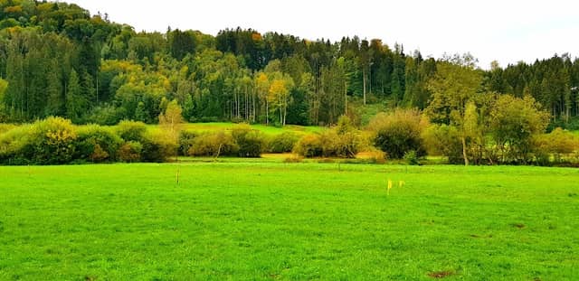 Awiler Ried - Image 1