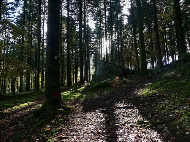 Forêt d'Ecouves - Image 1