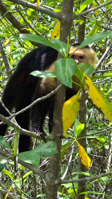 Playa Biesanz - Image 3