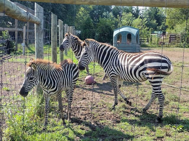 Leesburg Animal Park - Image 1