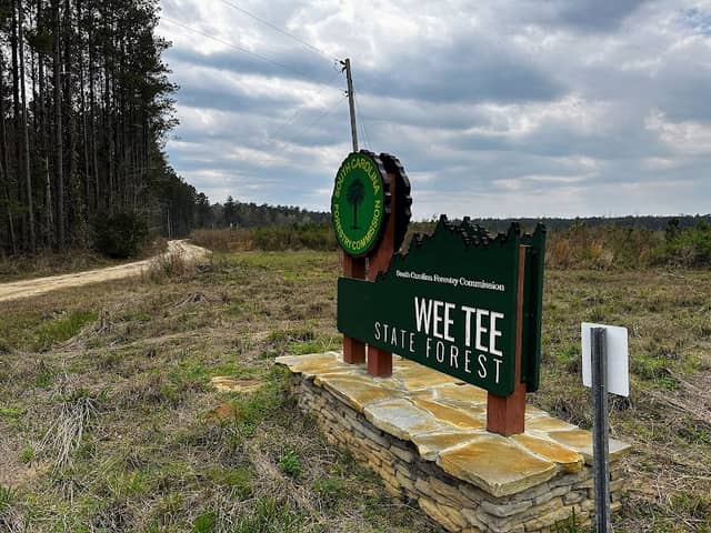Wee Tee Forest - Image 1
