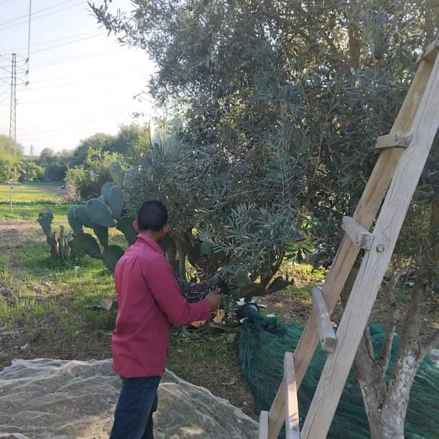 حمادي تواتي - Image 2