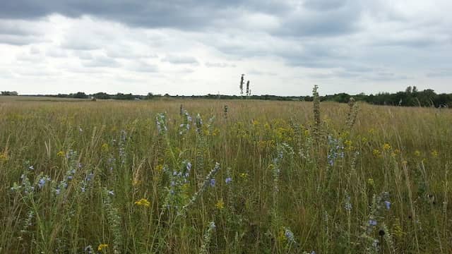 Little Osage Prairie Natural Area - Image 1