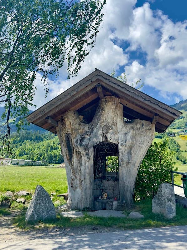 Rast Stamm (Weißpappel) - Image 2